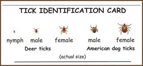 tick-identification-chart